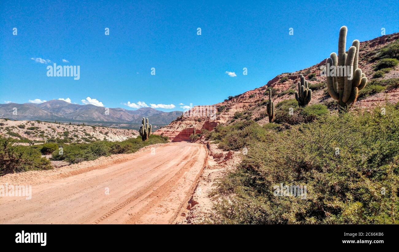 Cacti In Cactus Desert Growing On Dirt Road Argentina Stock Photo Alamy
