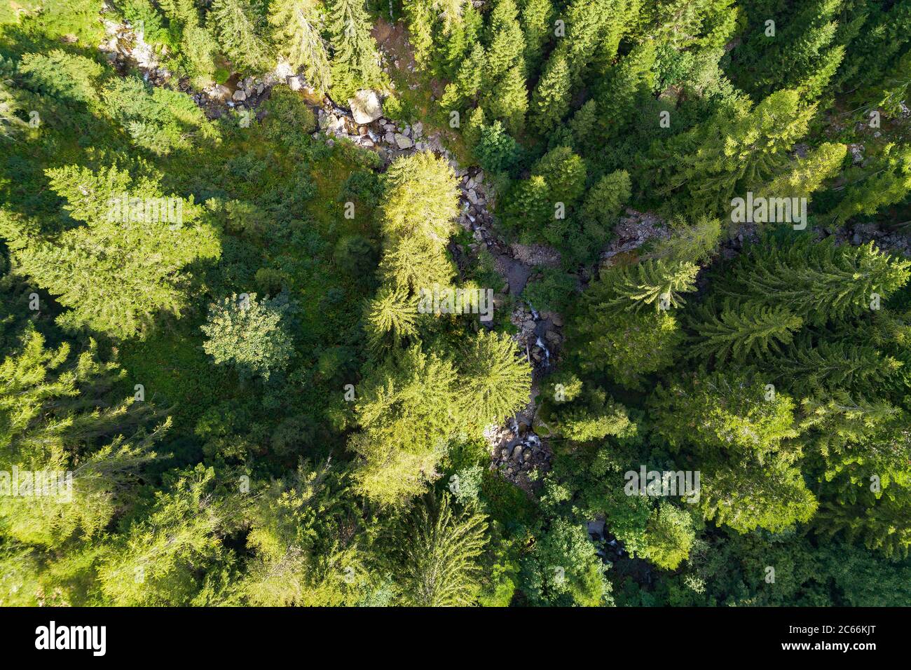 Aerial view texture trees hi-res stock photography and images - Alamy