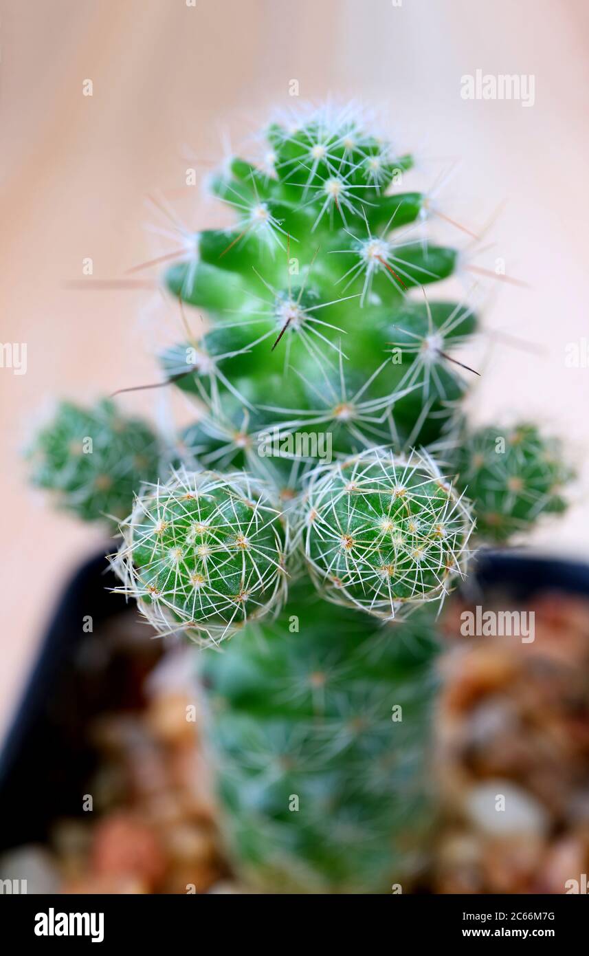 Closeup Ladyfinger Cactus, a Mini Thorny Succulent Houseplant with Selective Focus Stock Photo