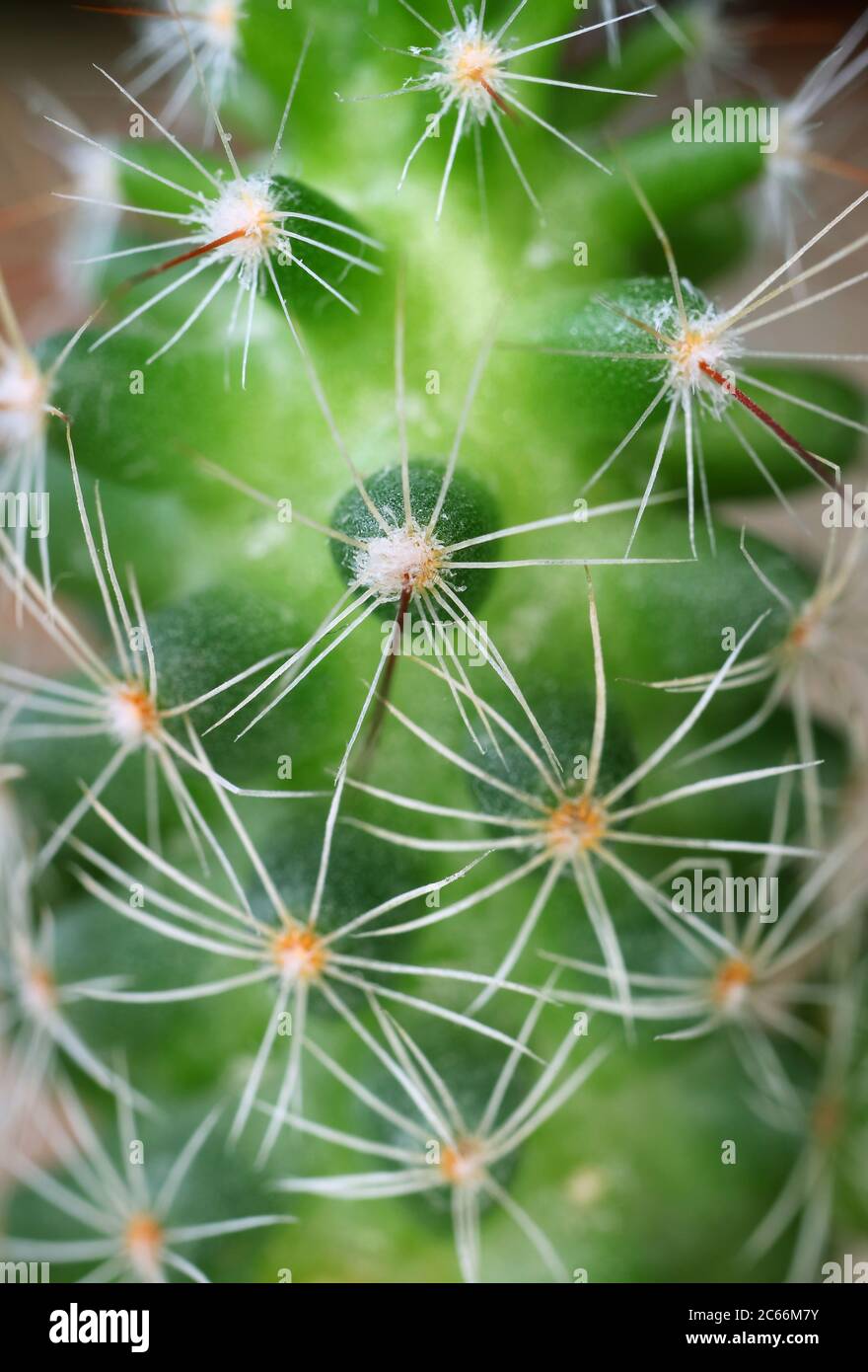 Closeup Amazing Texture of a Thorny Ladyfinger Cactus plant for Background Stock Photo