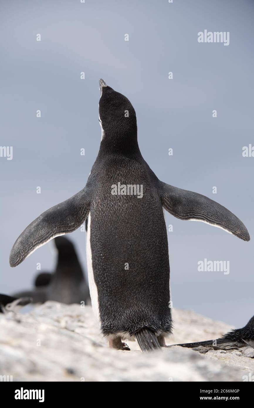 Chinstrap Penguin (Pygoscelis antarctica) on Signy Island, South Shetlands, Antarctica Stock Photo