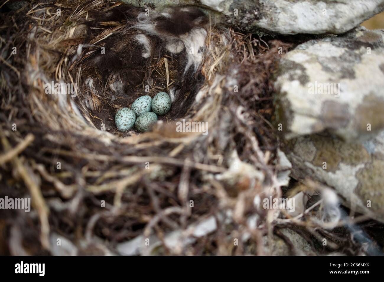 Bird nest in Ireland Stock Photo Alamy