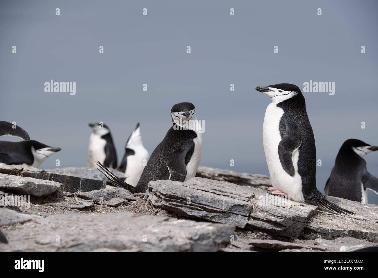 Chinstrap Penguin (Pygoscelis antarctica) on Signy Island, South Shetlands, Antarctica Stock Photo