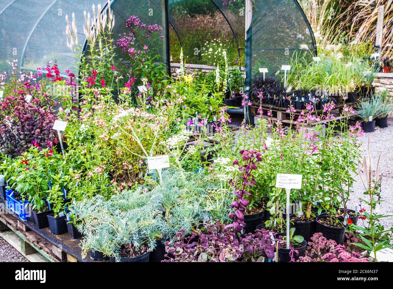 Plants for sale at a small nursery. Stock Photo