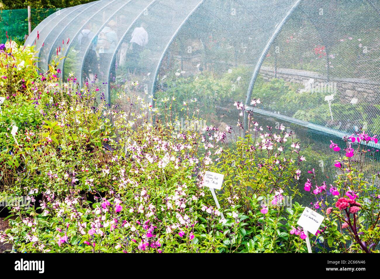 Salvia plants for sale at a small nursery. Stock Photo