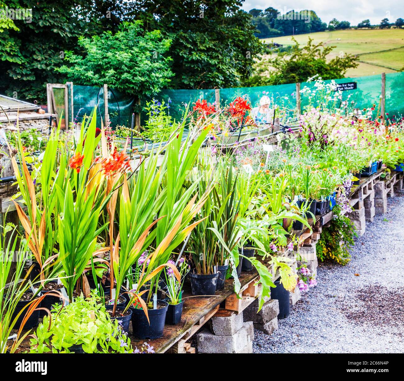 Plants for sale at a small nursery. Stock Photo