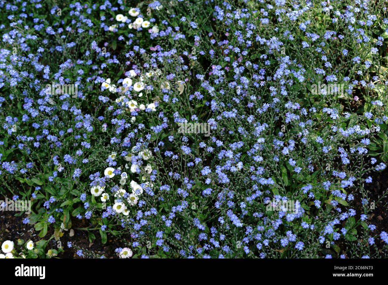 Top view of a sea of flowers of forget-me-not flowers and a few daisies in between, Stock Photo