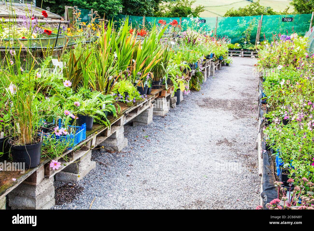Plants for sale at a small nursery Stock Photo Alamy