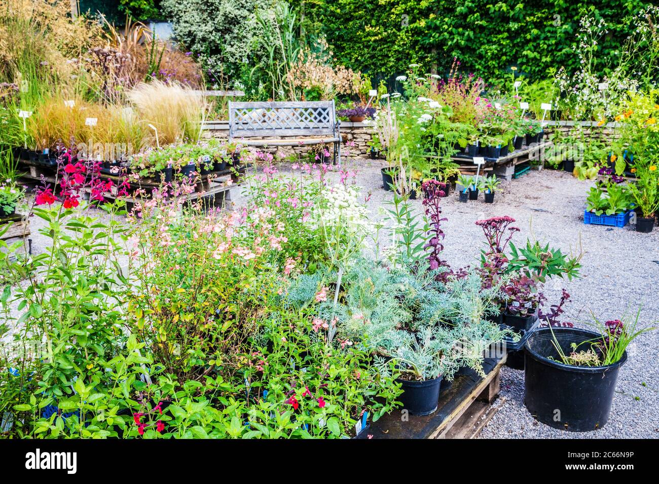 Plants for sale at a small nursery. Stock Photo
