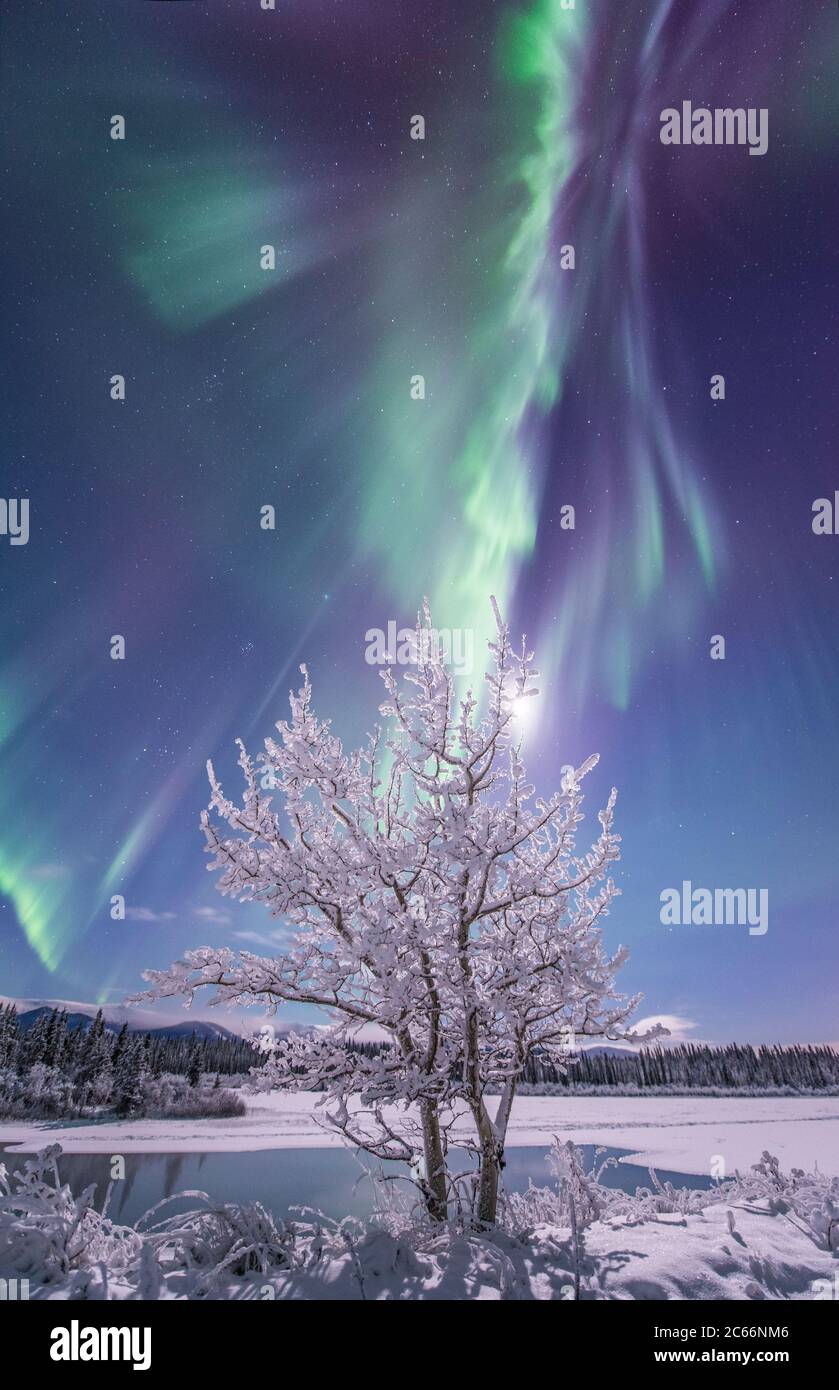 Northern lights dancing in the sky, Yukon Territory, Canada Stock Photo ...