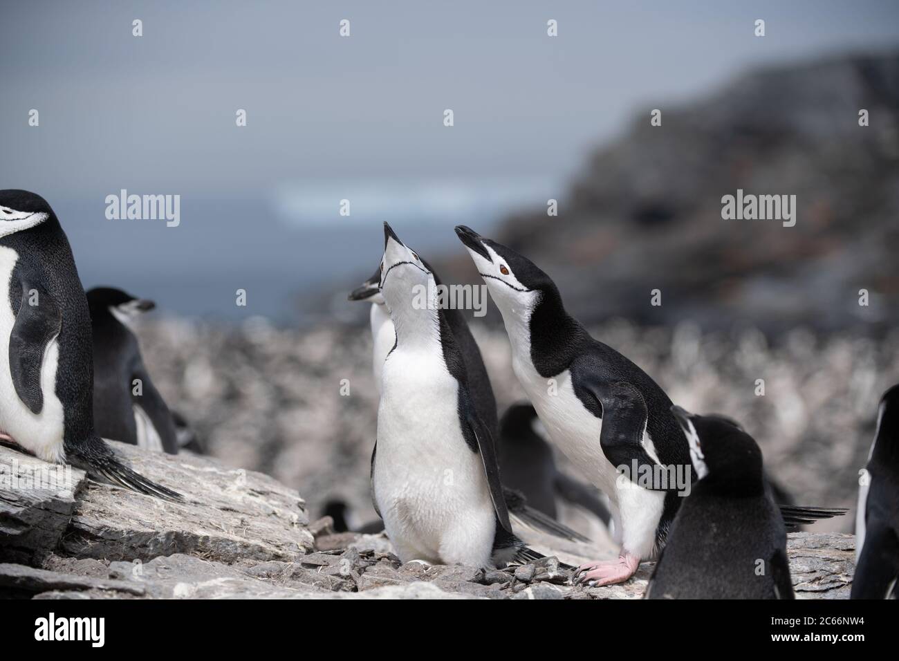 A pair of Chinstrap Penguins (Pygoscelis antarctica) displaying on Signy Island, South Shetlands, Antarctica Stock Photo