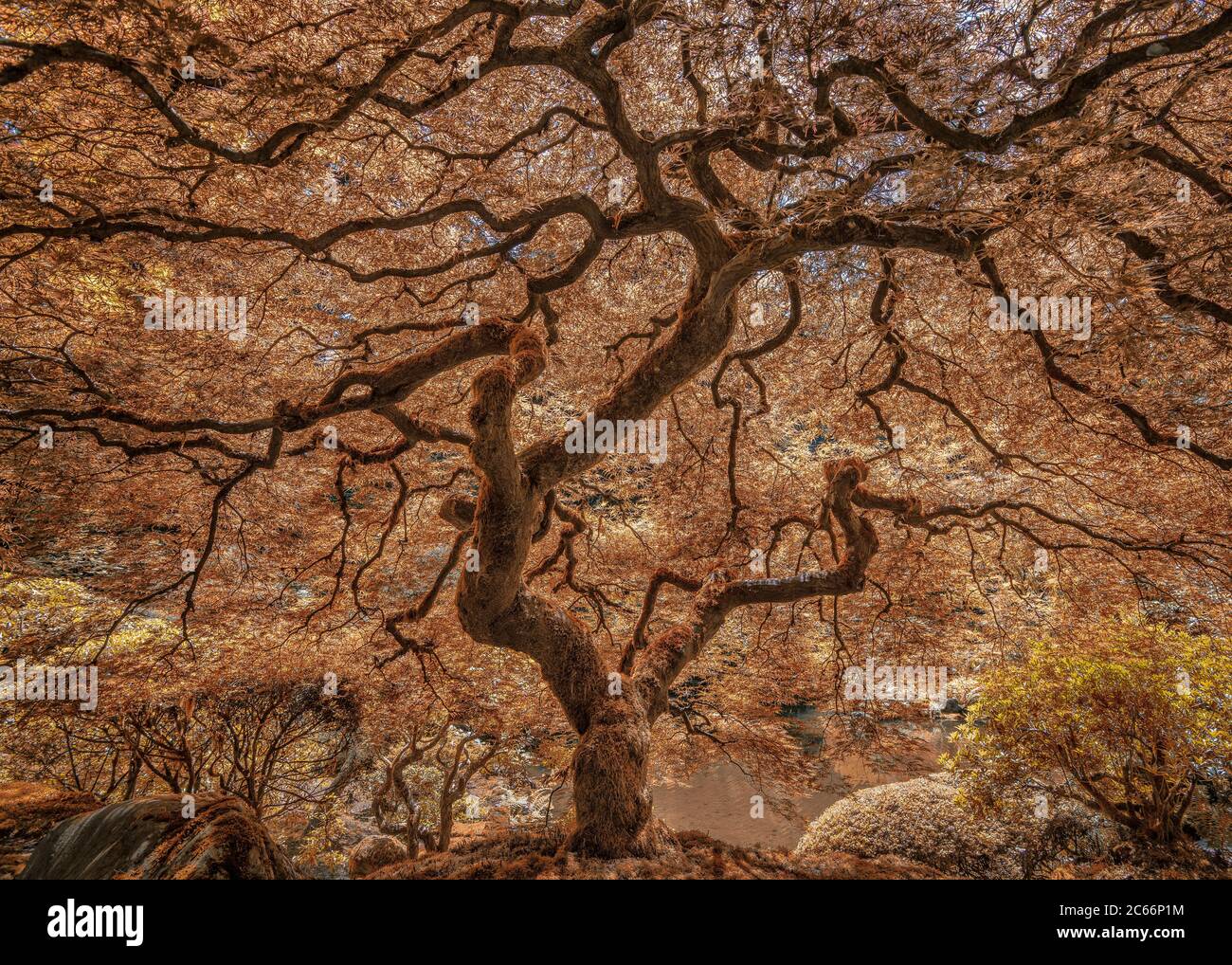 Japanese tree of life Stock Photo - Alamy