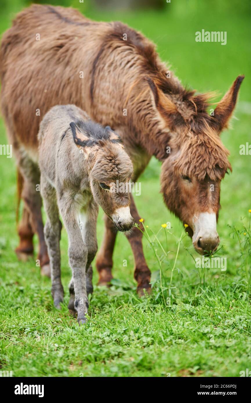 Donkey, Equus asinus asinus, female and foal in a meadow Stock Photo ...