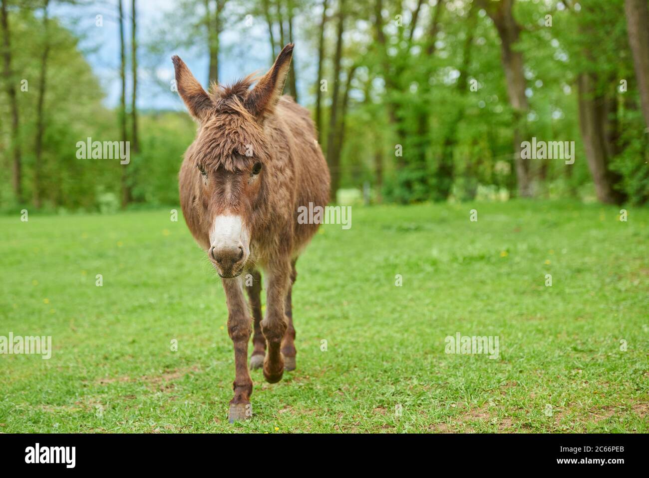 Donkey, Equus asinus asinus, in a meadow Stock Photo - Alamy