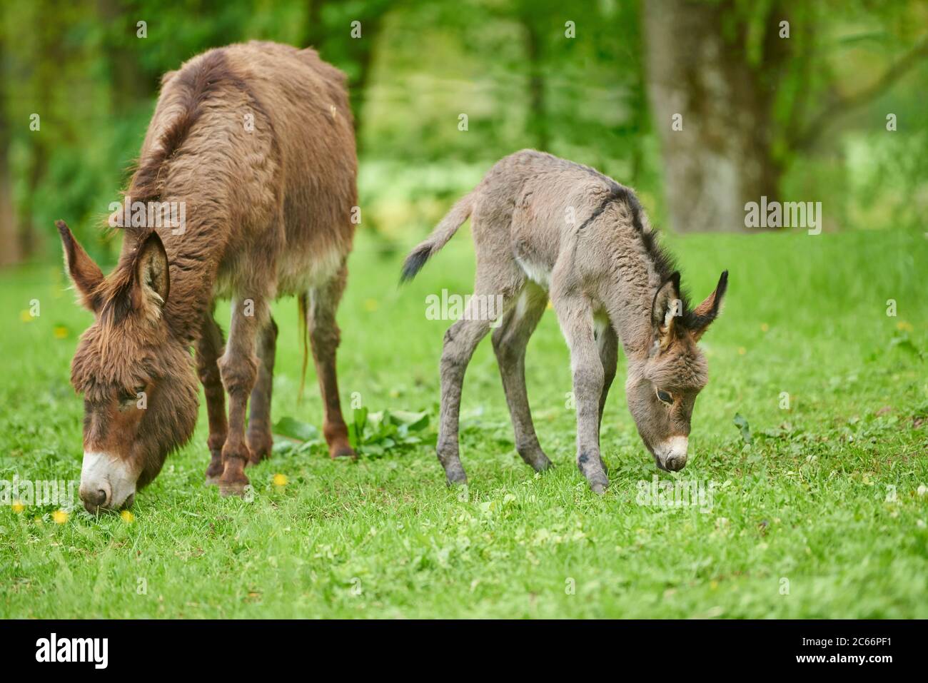 Donkey, Equus asinus asinus, female and foal in a meadow Stock Photo ...