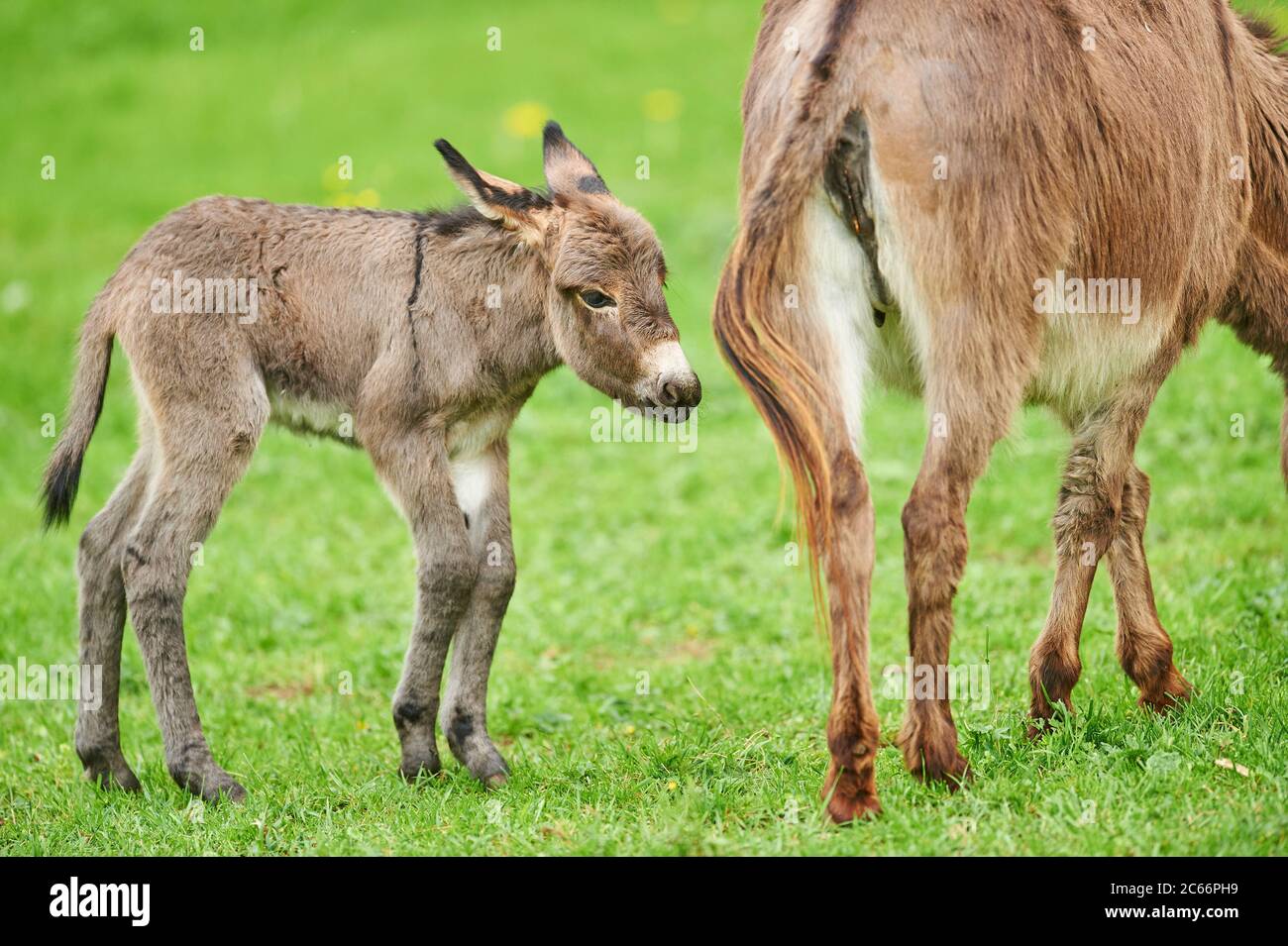 Donkey, Equus asinus asinus, female and foal in a meadow Stock Photo ...