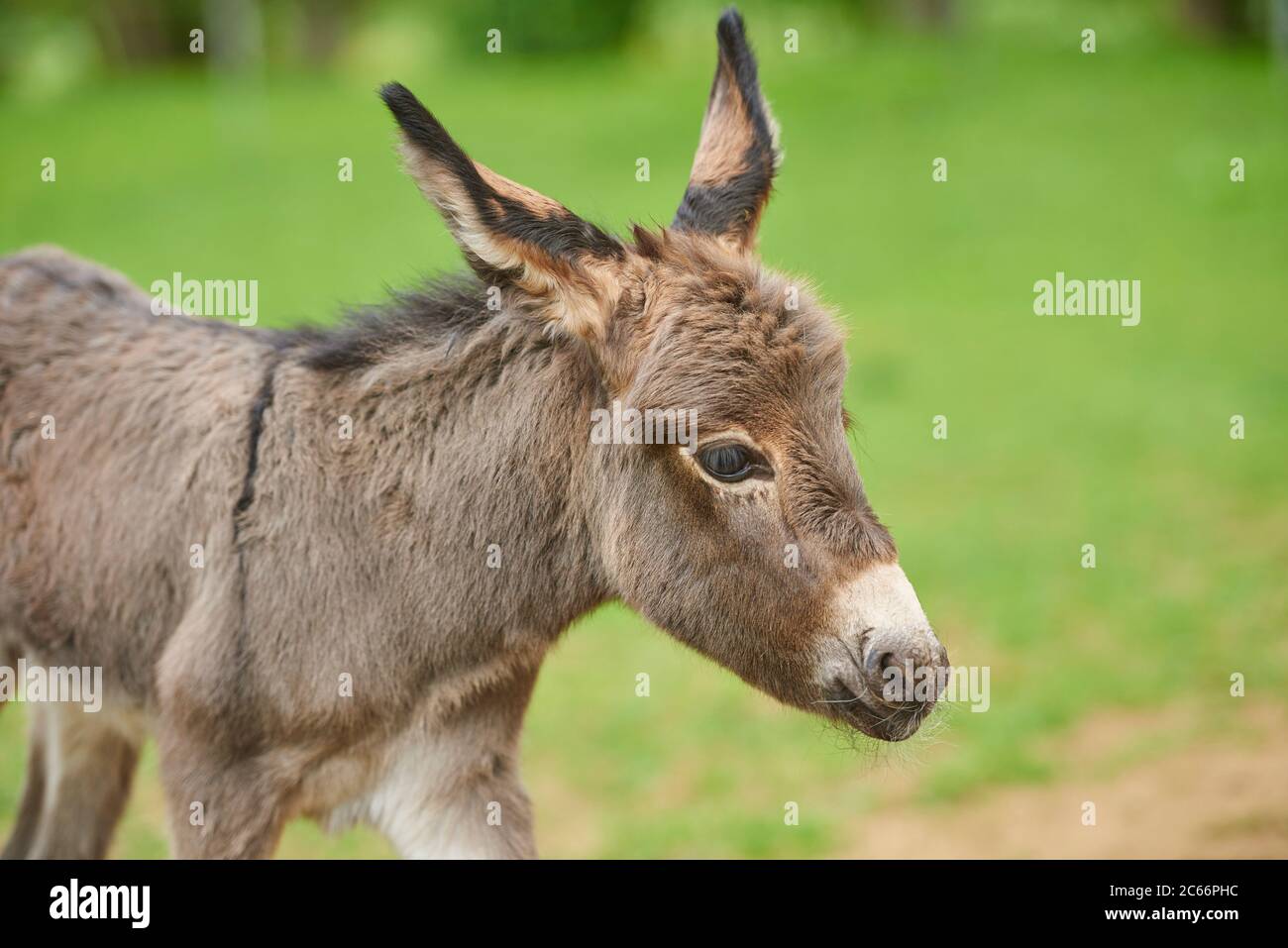 Donkey, Equus asinus asinus, foal in a meadow, close-up, detail Stock Photo  - Alamy