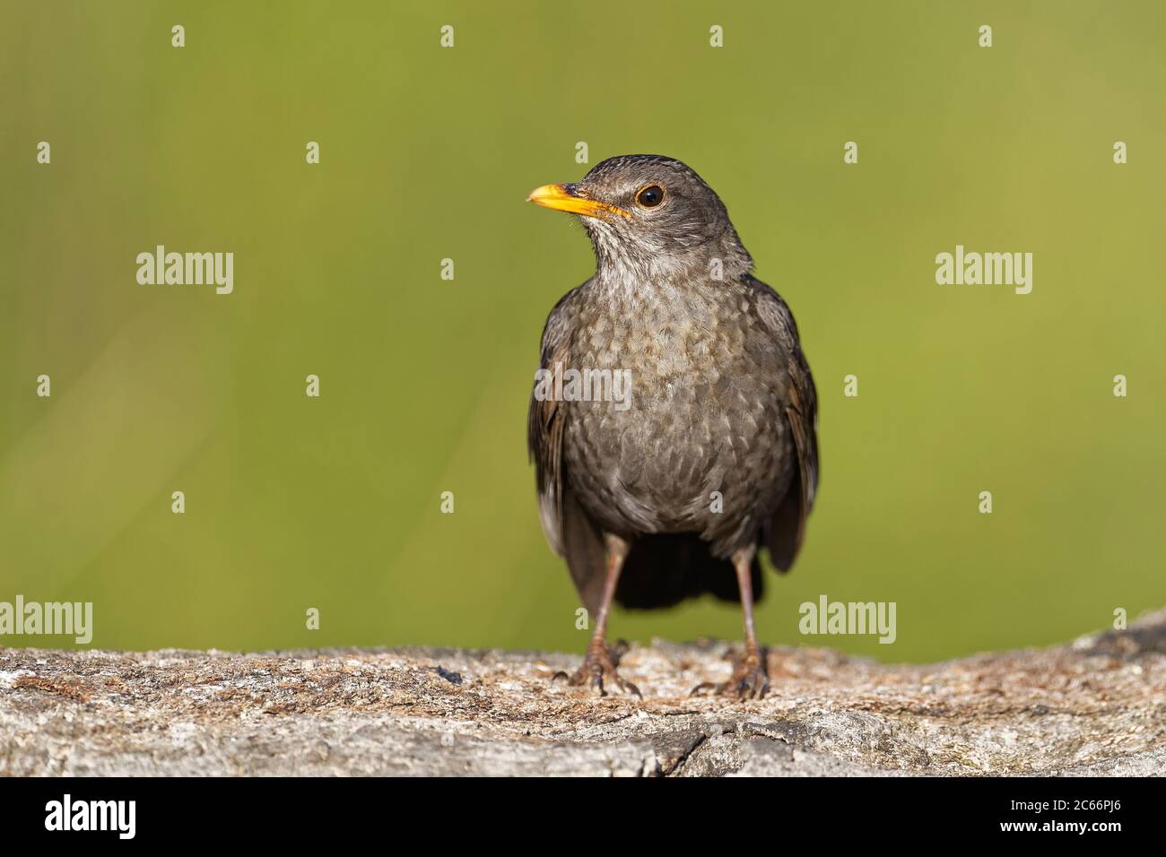 Male blackbird, juvenile Stock Photo