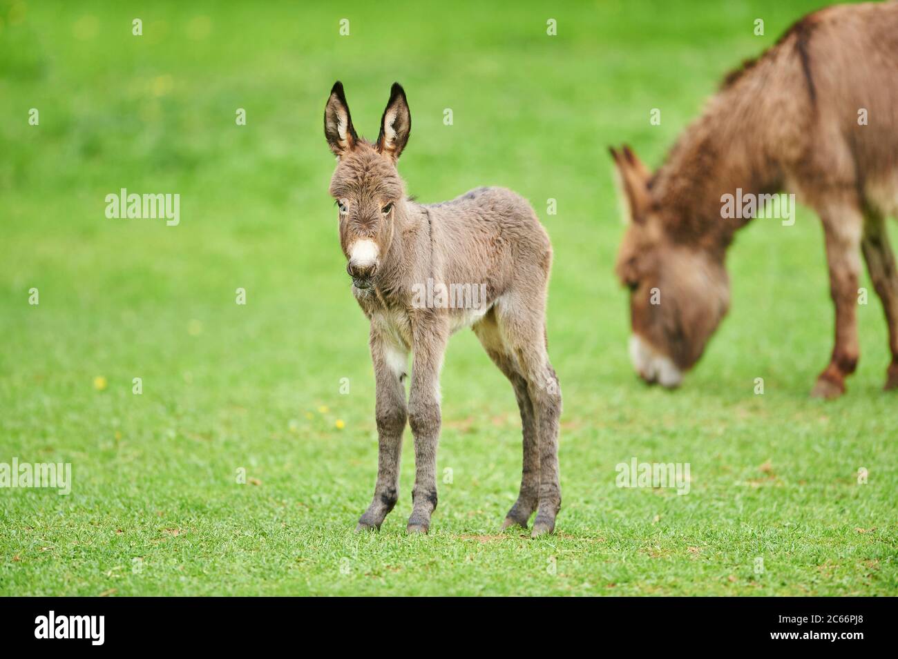 Donkey, Equus asinus asinus, female and foal in a meadow Stock Photo ...
