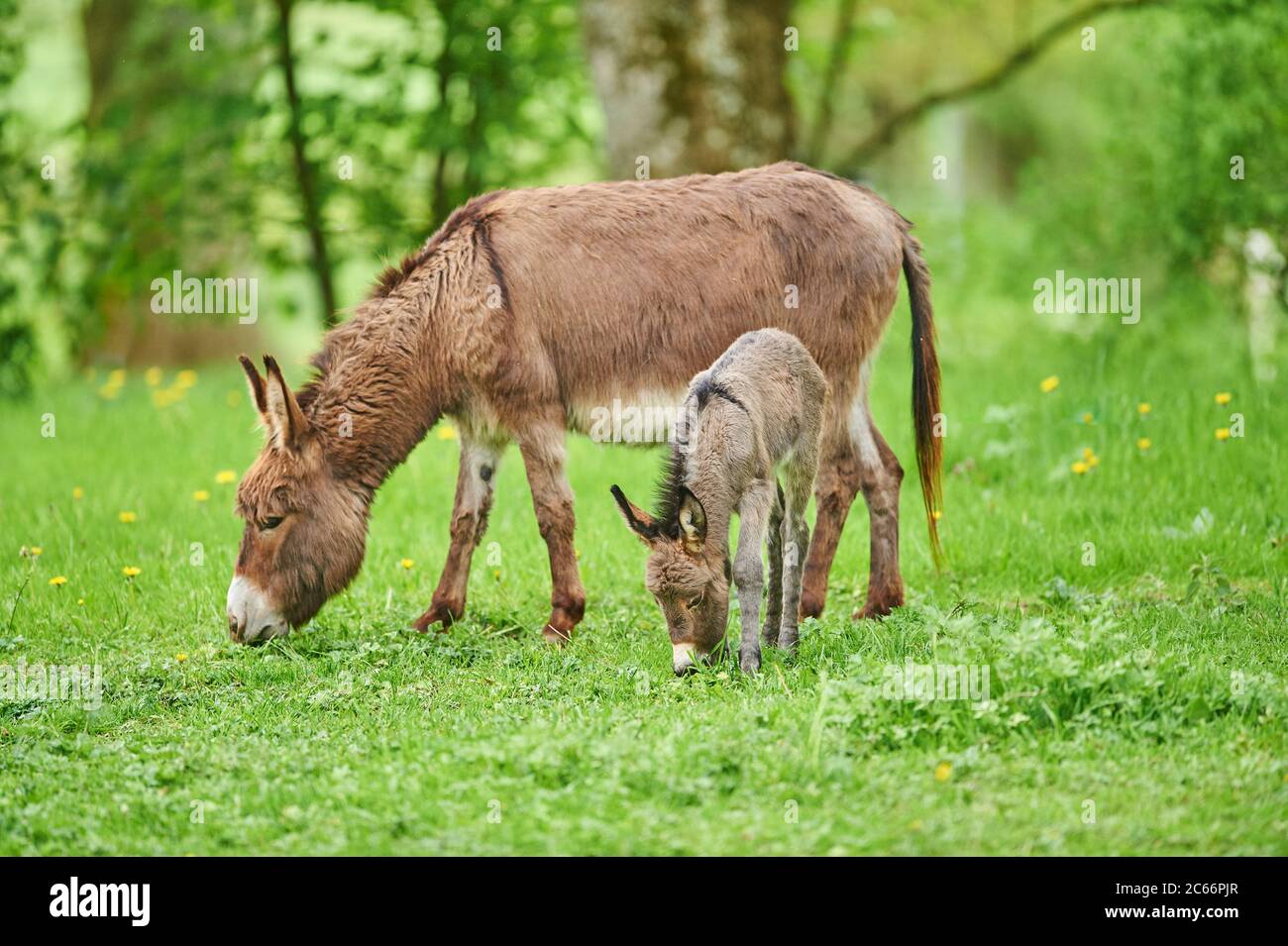 Donkey, Equus asinus asinus, female and foal in a meadow Stock Photo ...