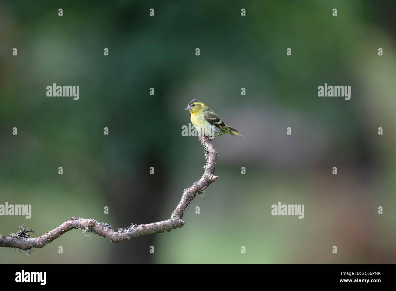 Siskin on a stick, blur forest in background Stock Photo