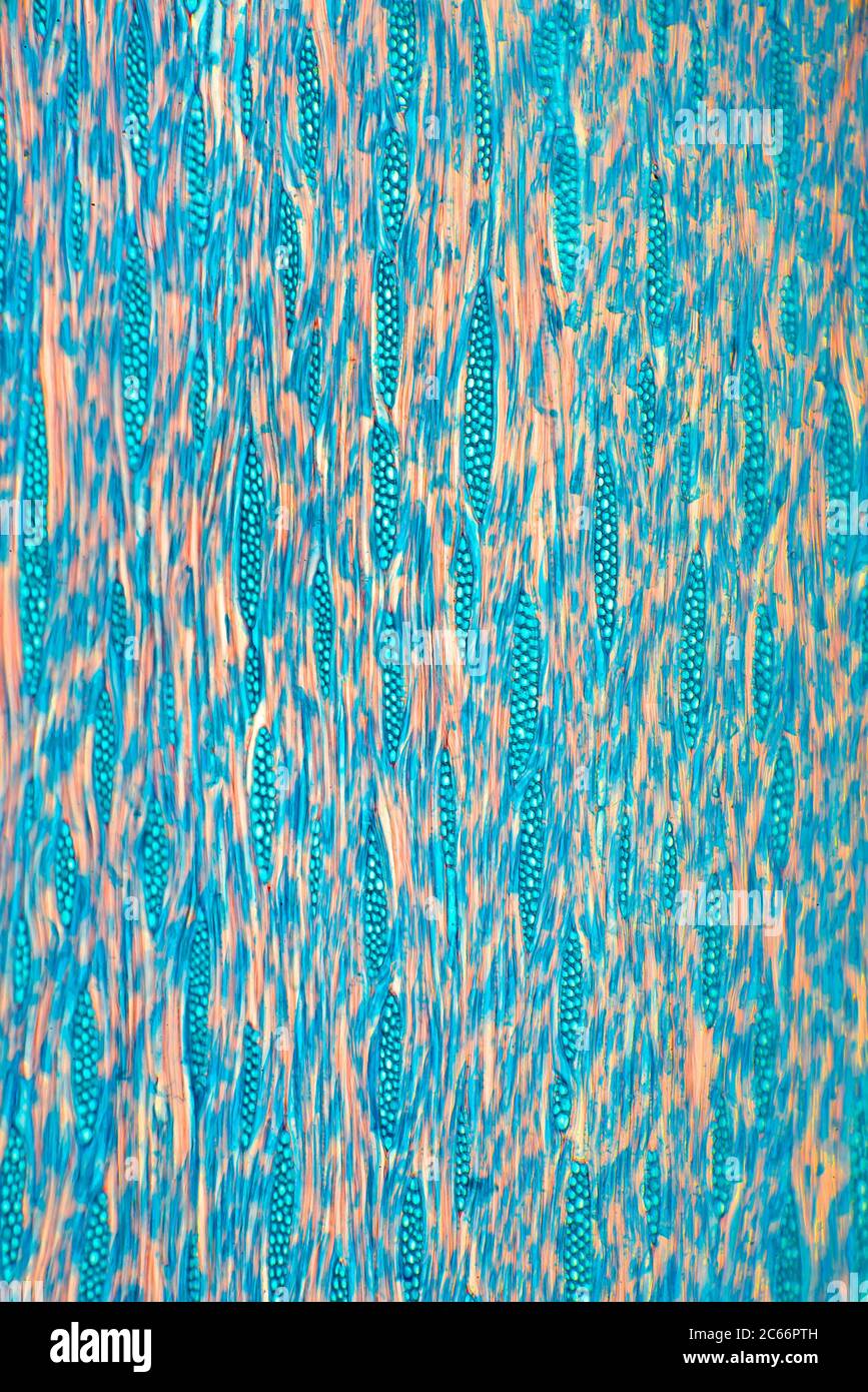 Seville Orange wood Citrus aurantium, brightfield photomicrograph Stock Photo