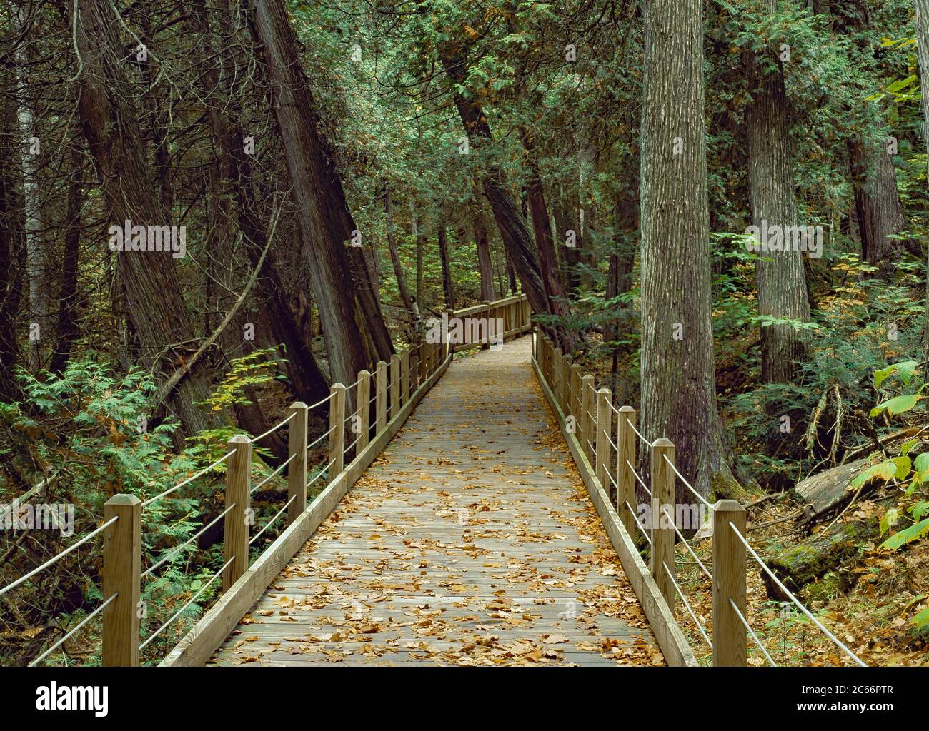 Trail Through a Northern White Cedar swamp in New York's Adirondack Mountanis Stock Photo
