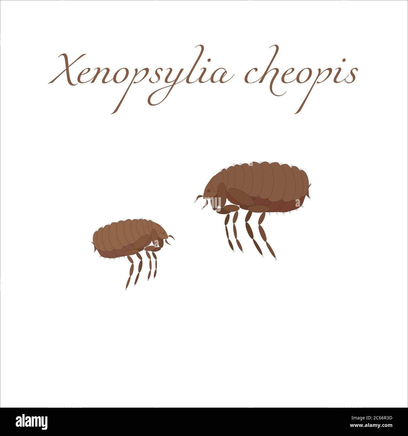 Vector image of a cartoon brown flea. Xenopsylia cheopis Stock Vector ...