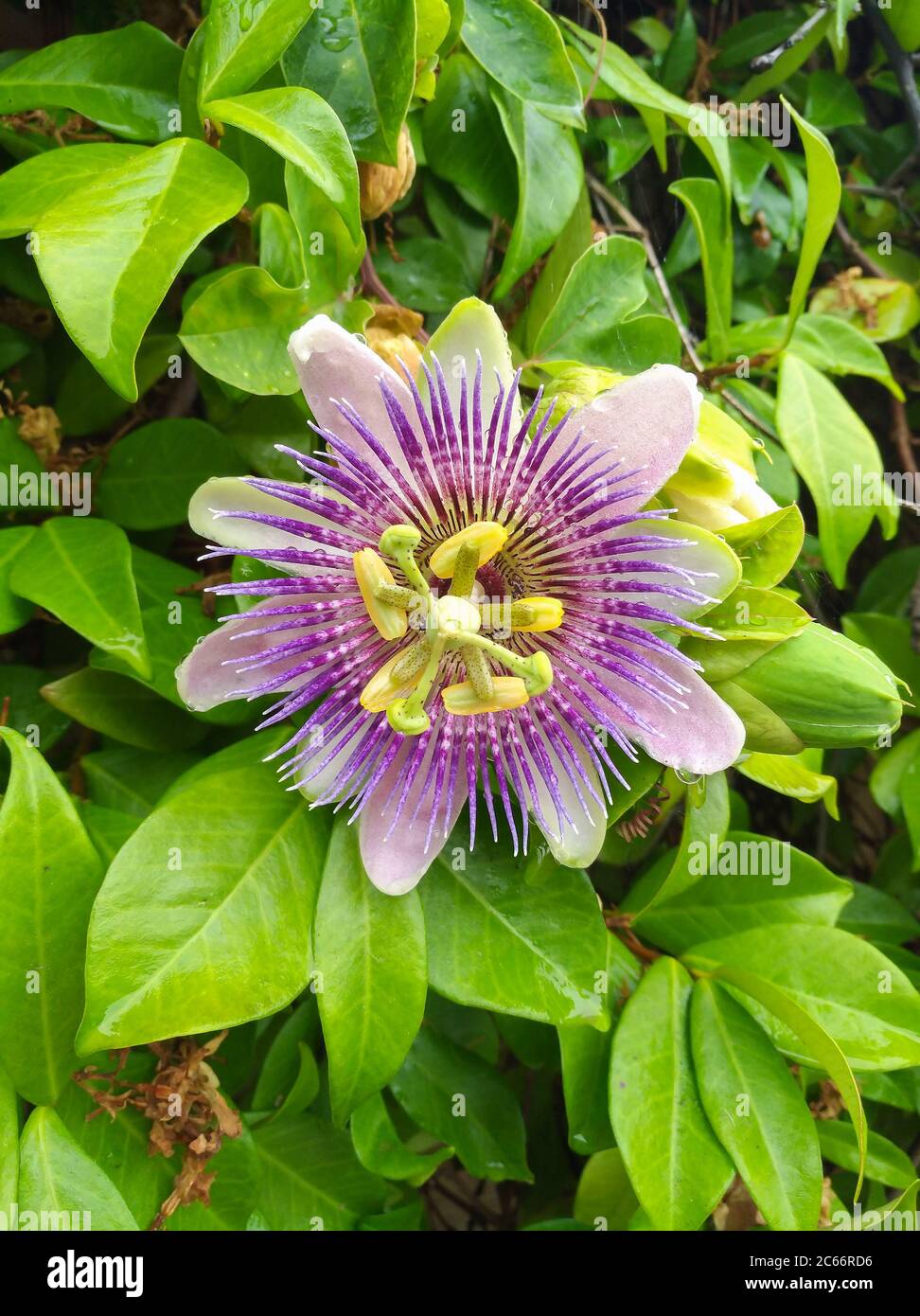 Passiflora violet  flower ijn the garden with green leaves Stock Photo