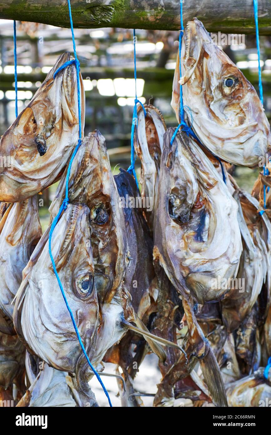 Iceland, fish delicatesse, Hardfiskur, Icelandic Dried Fish heads Stock