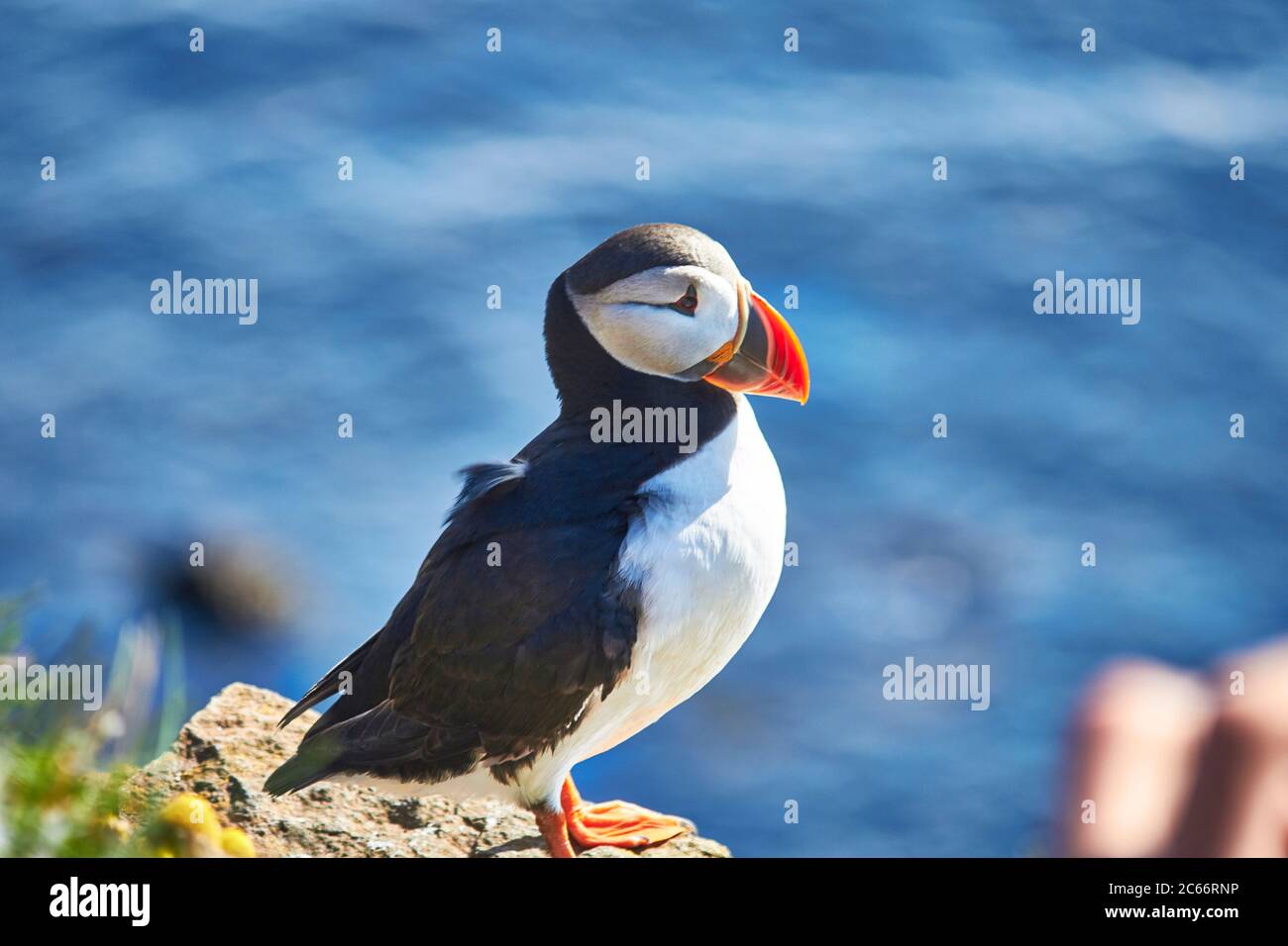 puffin in iceland on a cliff Stock Photo