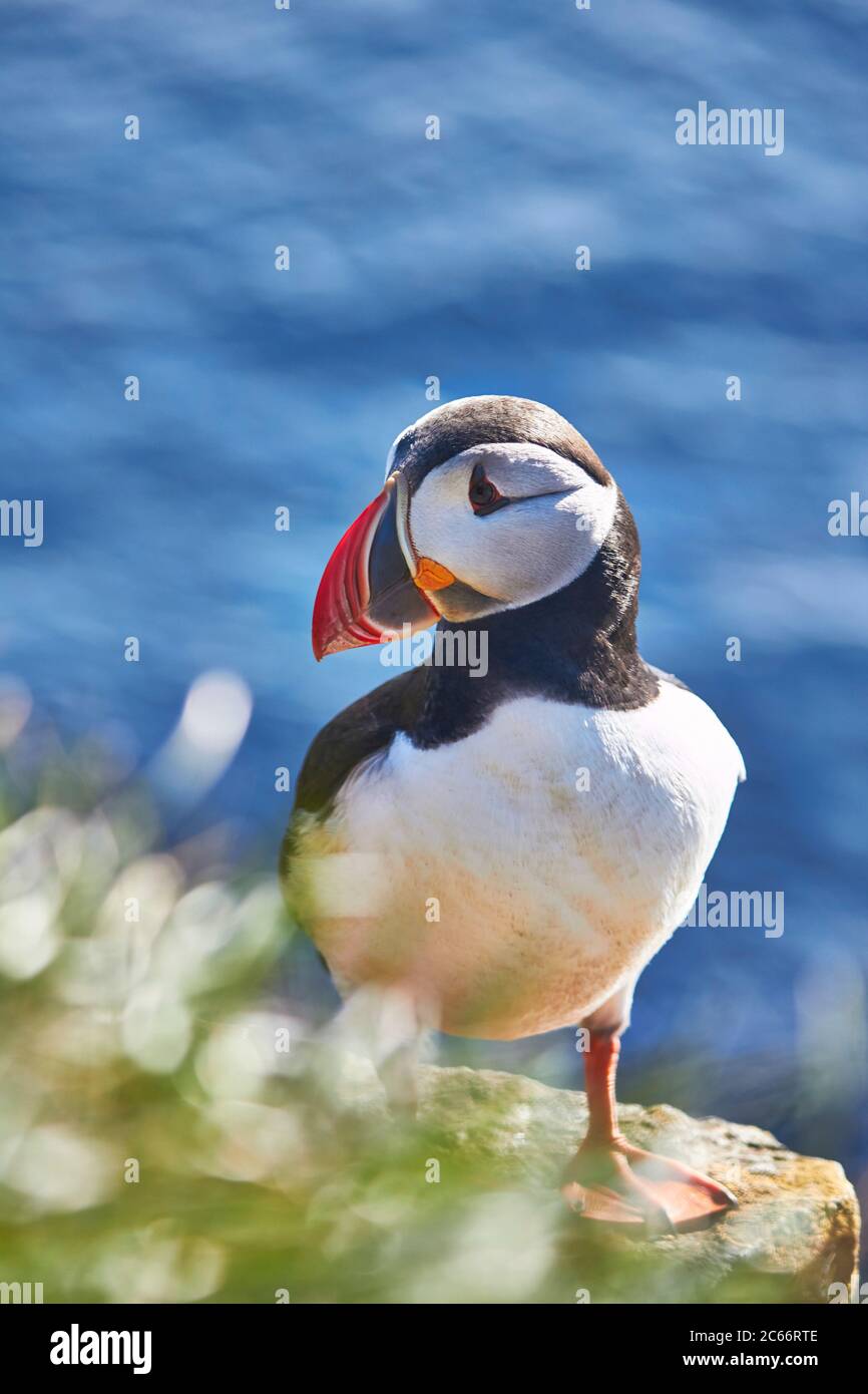 puffin in iceland on a cliff Stock Photo