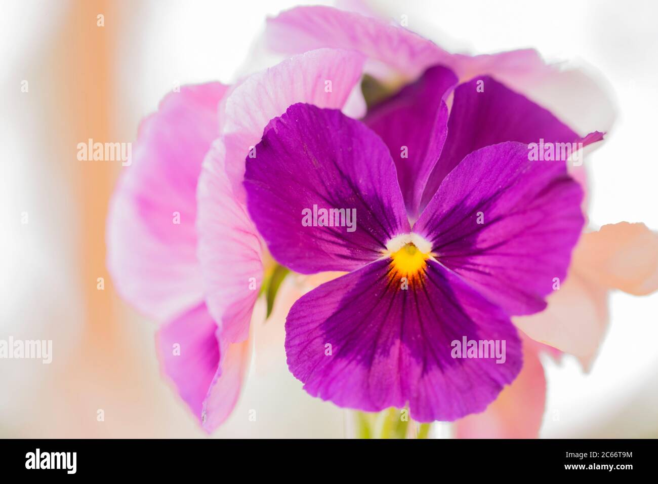 Beautiful Pansy Flowers, purple color Stock Photo