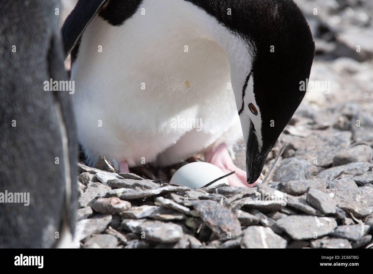 A Chinstrap Penguin (Pygoscelis antarctica) incubating on nest on Signy Island, South Shetlands, Antarctica Stock Photo