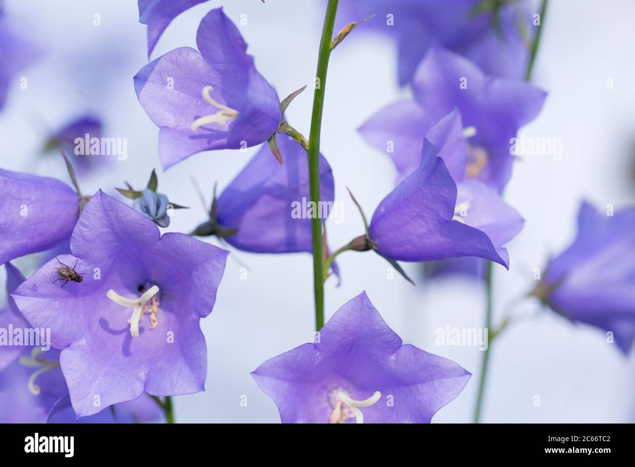 Bellflower, Campanula Persicifolia Stock Photo - Alamy