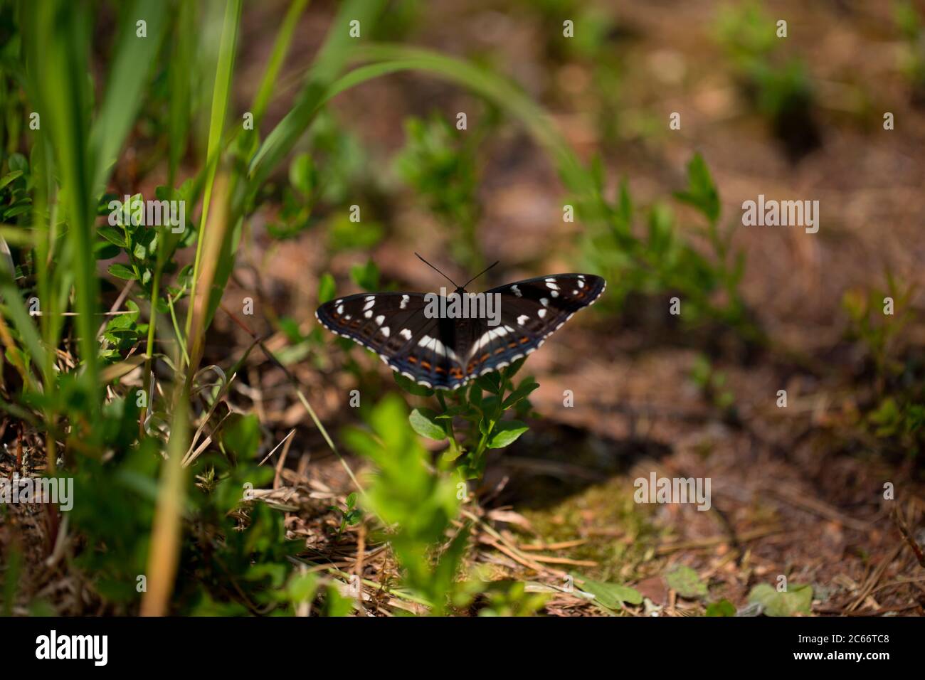 Butterfly Limenitis populi Stock Photo