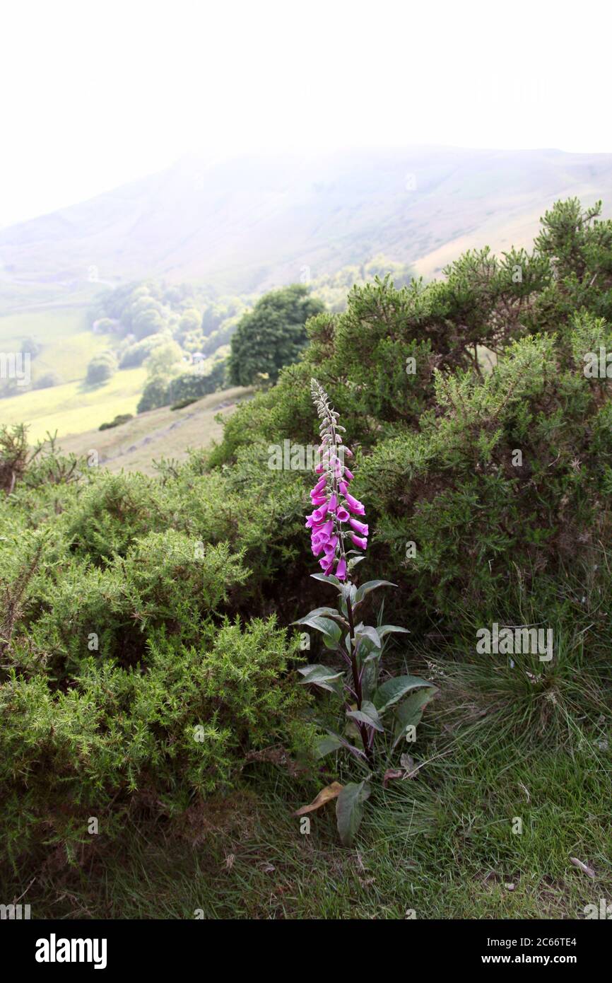 Foxglove growing wild on the path up to Mam Tor in Castleton Stock Photo