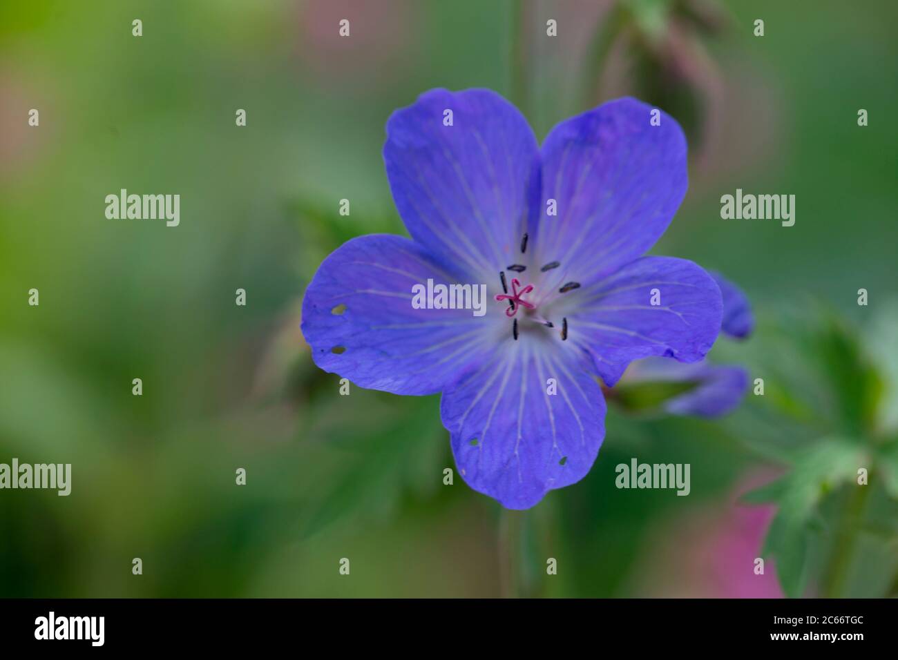 Blue summer flower hi-res stock photography and images - Alamy