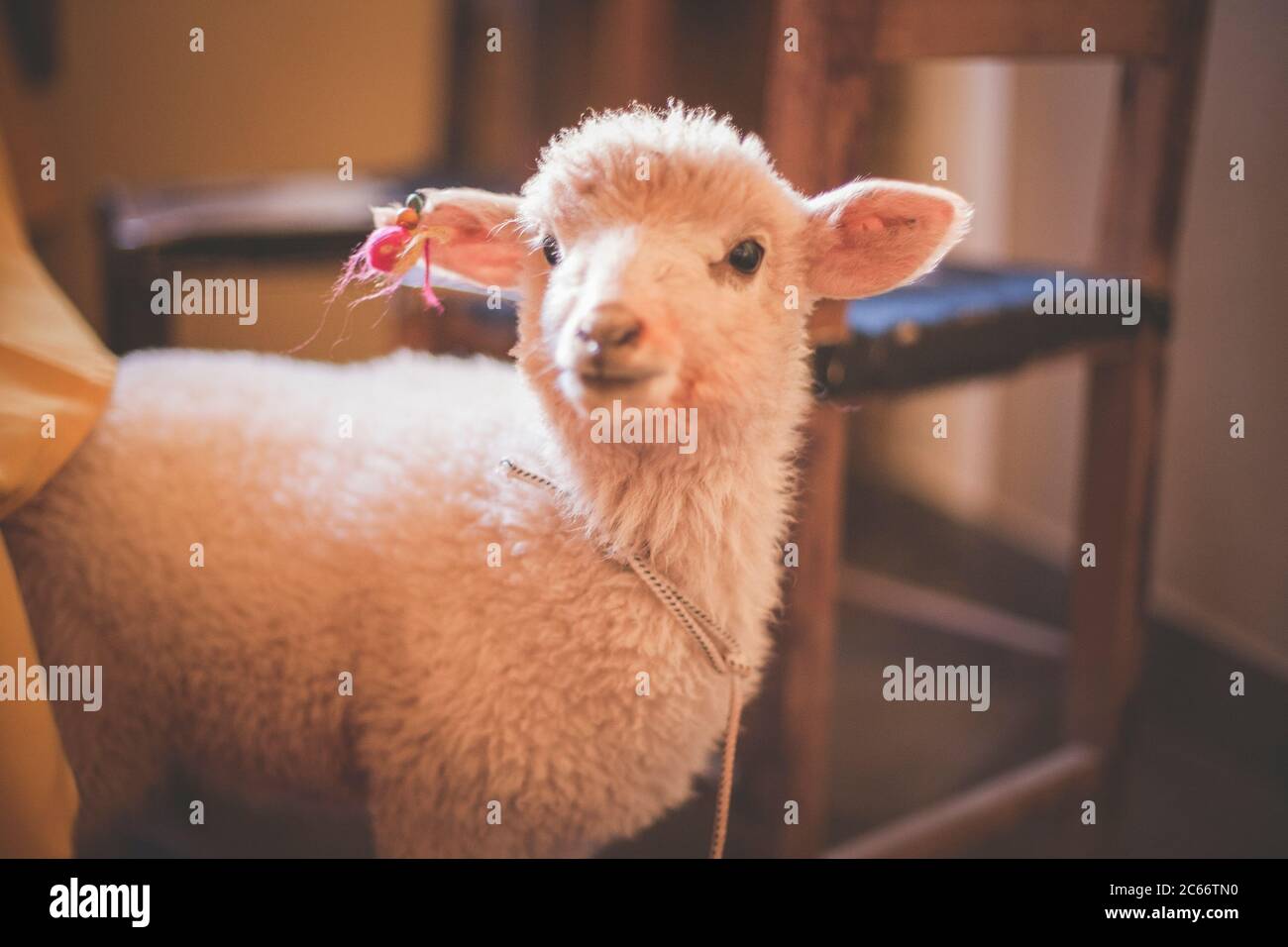 curious baby sheep Stock Photo