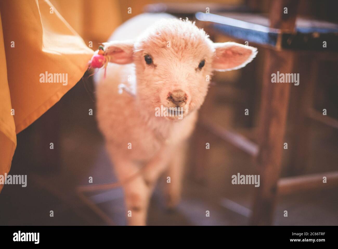 curious baby sheep looking to the camera Stock Photo