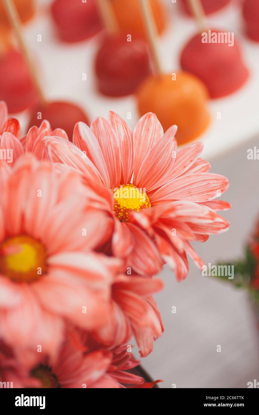 pink daisies close to a tea table and sweets Stock Photo