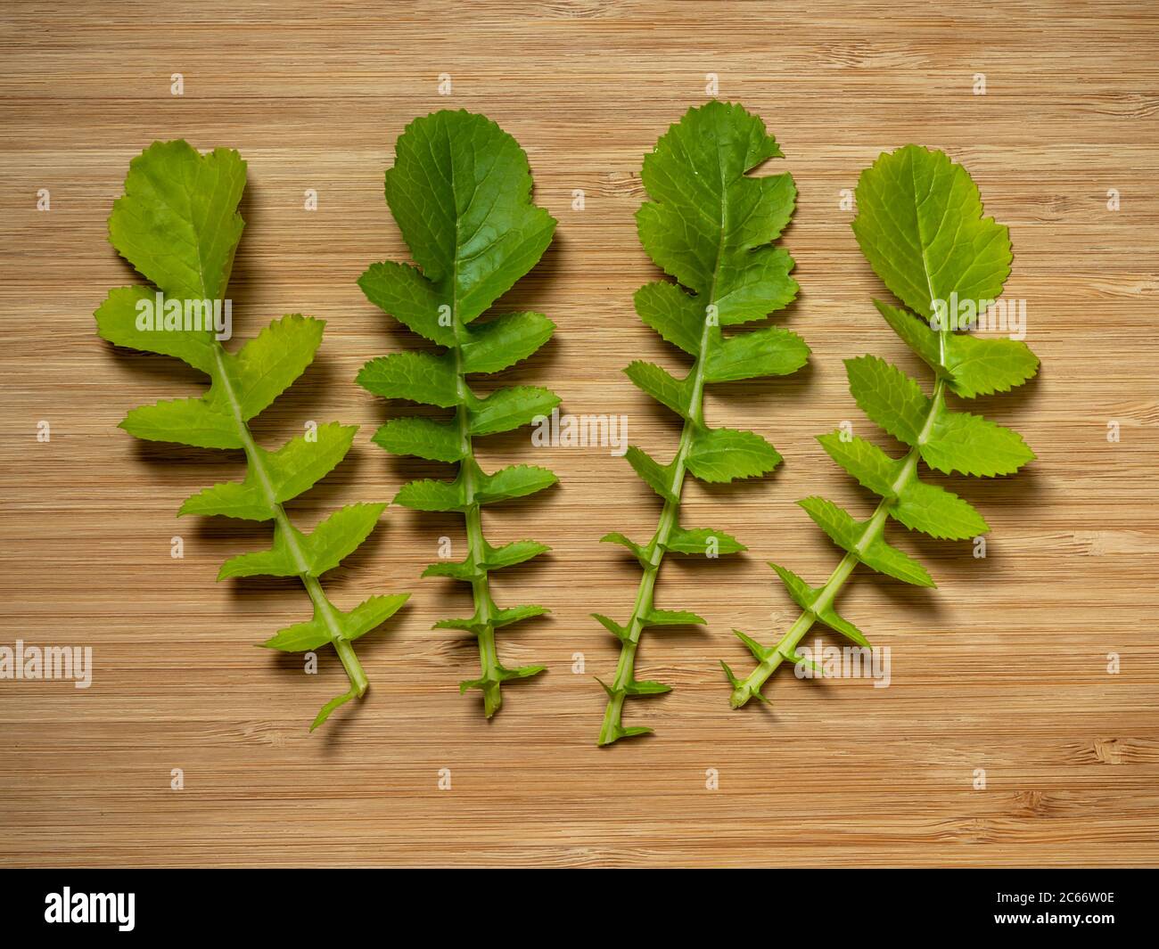 Green leaves of leaf radish Saisai laid on a wooden chopping board Stock Photo