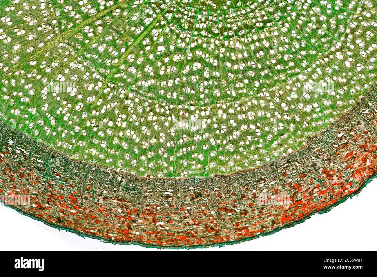 English Elm root section, Ulmus procera. Brightfield photomicrograph Stock Photo
