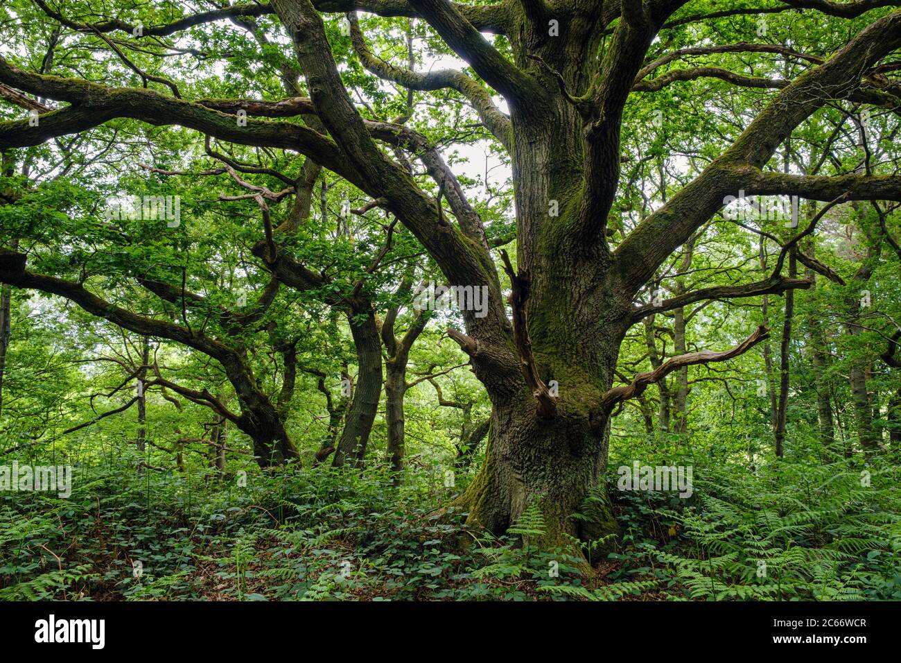 Oak trees in Bradley Wood, Ashbourne, Derbyshire Stock Photo