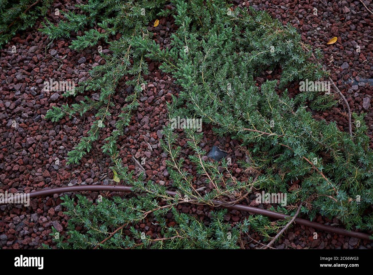 Juniperus formosana shrub in a flowerbed Stock Photo