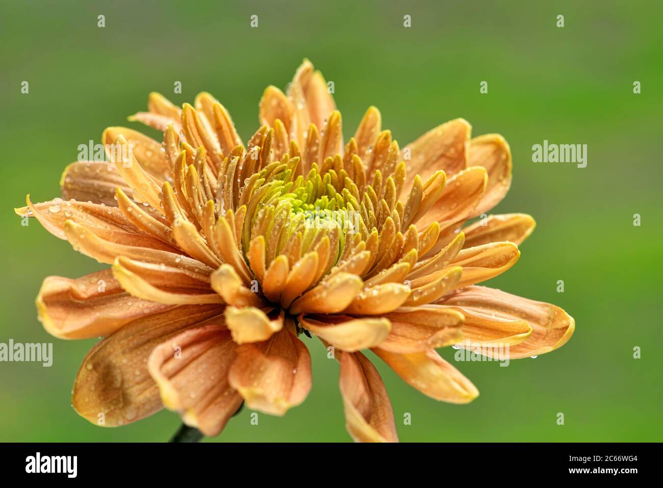 Orange Chrysanthemum flower on a soft green background Stock Photo