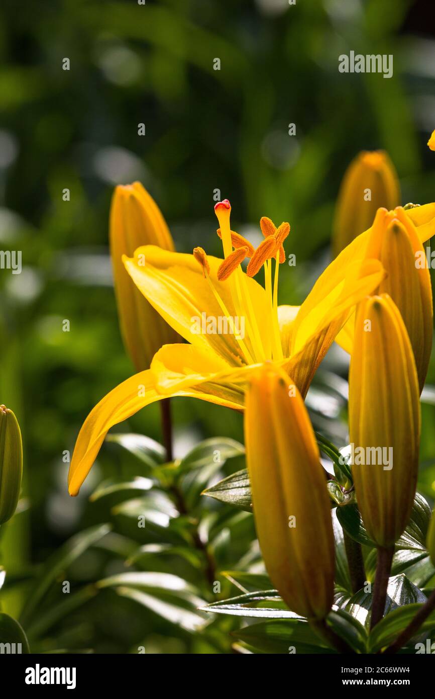 Closeup of a yellow Asiatic Lily flower, Lilium species, blooming in early summer.  Scotland UK Stock Photo