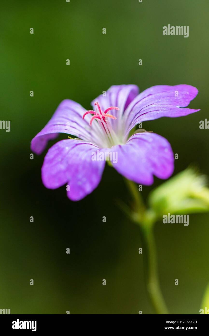 Kontted Crane's-bill flowers Stock Photo