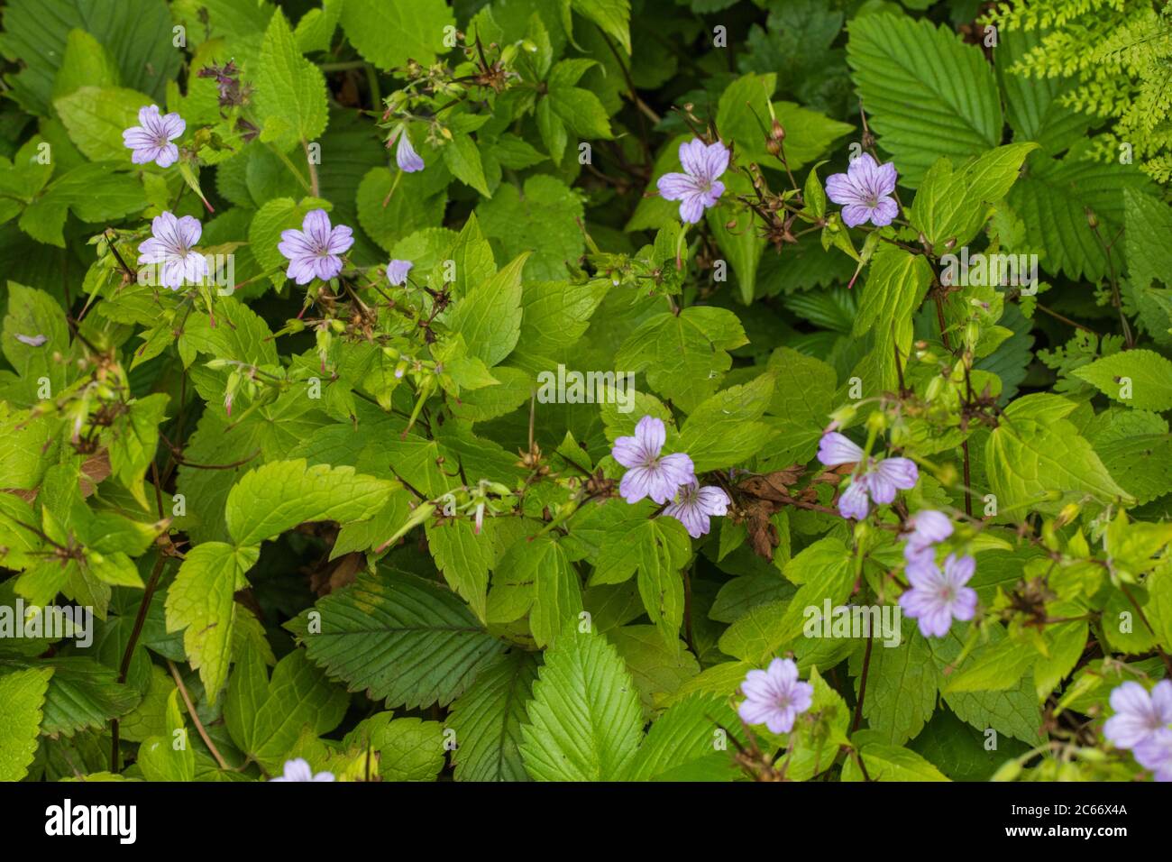Kontted Crane's-bill flowers Stock Photo