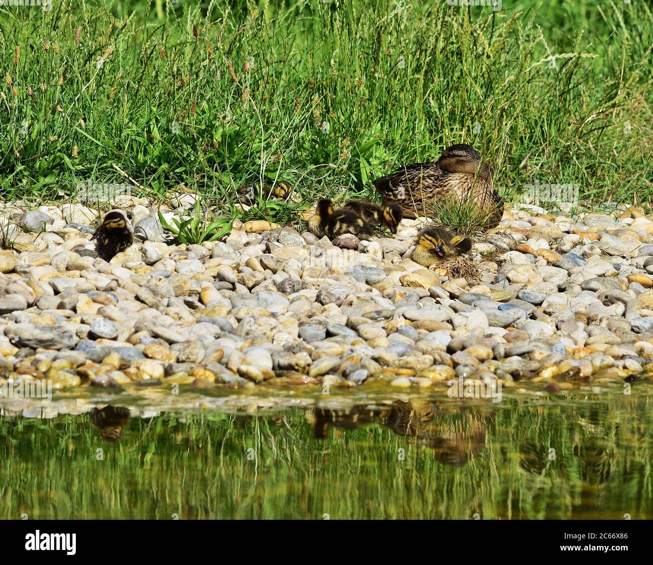 Anas platyrhynchos female with ducklings Stock Photo